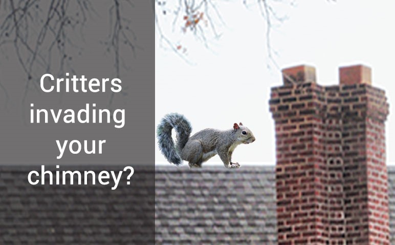 Squirrel on Roof with Masonry Chimney - Valley Park MO St. Louis MO - English Sweep