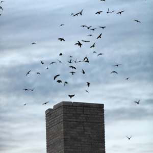 a swarm of small birds overtop a masonry chimney