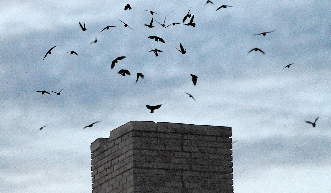 A swarm of chimney swifts can nest in your chimney