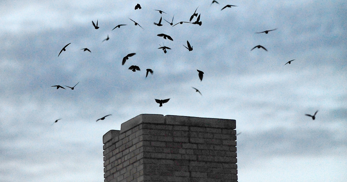 When Will Chimney Swifts Leave My Chimney? St. Louis MO English Sweep
