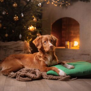 a brown dog laying on blankets in front of a fireplace with a Christmas tree in the background
